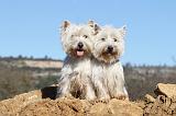 WESTIE 230